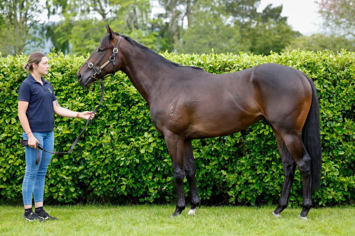 Clench NZ conformation photo